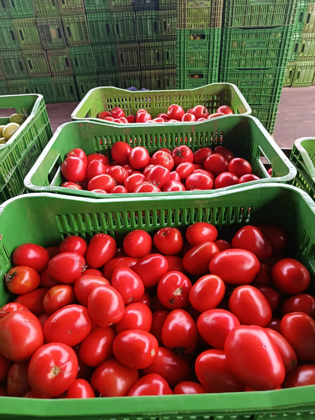 Verduras e Legumes